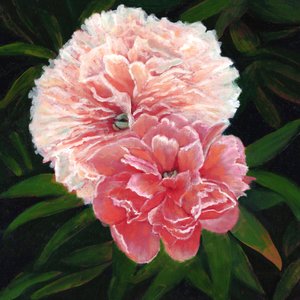 Magdalen College Peonies, 2023 by Helen White