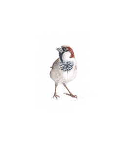 Male Sparrow III, 2022 by Helen White