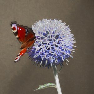 Peacock on Blue Thistle by Helen White