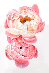 Peonies, 2021