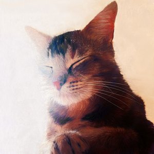 Purr-fect Spot