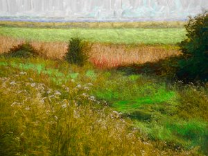 Summer Meadow