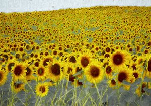 Sunflower Field by Helen White