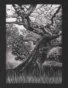 Venerable Oak by Helen White