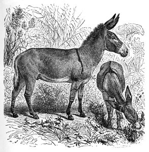 African Wild Ass