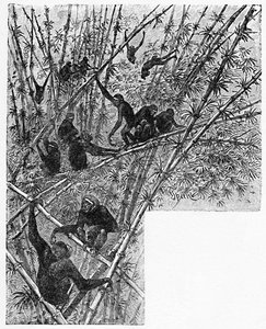 Hoolocks in a Bamboo Jungle, c1900