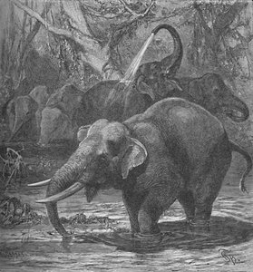 Indian Elephants Bathing