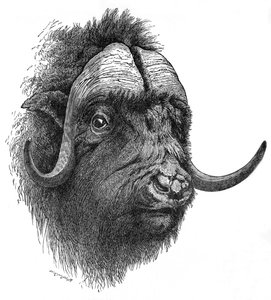 Musk-Ox