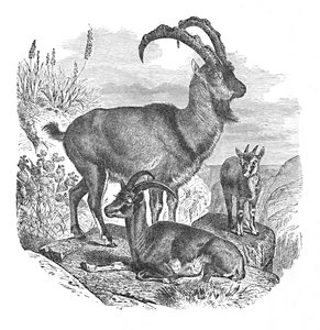 Persian Wild Goats, c1900 by Helena J. Maguire