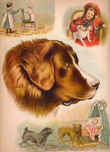 The Dog