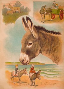 The Donkey