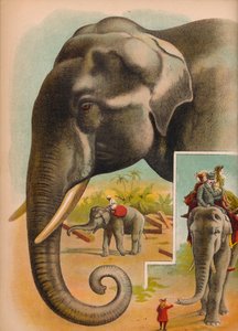 The Elephant