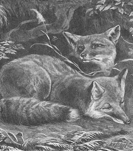 The Fox at Home