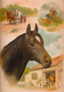 The Horse