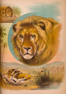 The Lion