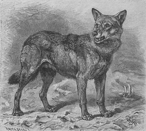 The Wolf