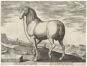 Horse from Corsica (series title: Horse Breeds from the Royal Stables of Don Juan of Austria) by Hendrick Goltzius (possibly)