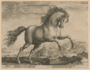 Wild Horse by Hendrick Goltzius