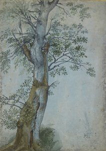 Study of a Tree