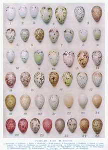 Eggs of the Crow Family, Illustration from 