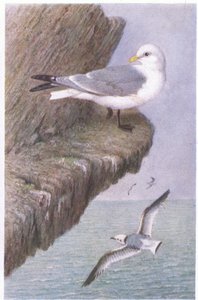 Kittiwake, Postcard, 1930s