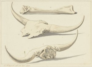 Fossil Bones of an Aurochs, Found During the Flood, 1809 by Hendrik Hoogers