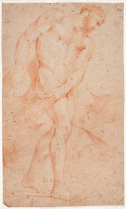 Male model study, standing