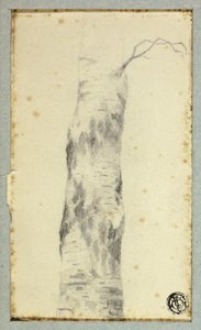 Sketch of Tree Trunk