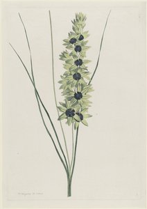 African Iris (Ixia maculata viridis) by Hendrik Schwegman