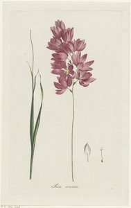 Ixia patens Aiton, Ixia aristata (title on object) by Hendrik Schwegman