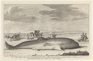 Stranded Sperm Whale (Drawing of a Sperm Whale on February 20, 1762, Between Zandvoort and Wijk aan Zee, Driven Ashore, 61 Feet 6 Inches Long)