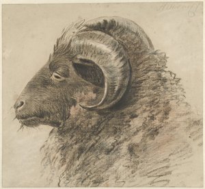 Head of a Ram, Facing Left, Seen from the Side