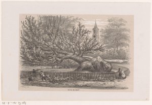 Fallen Tree by the Koekamp, After the Storm of May 28, 1860 by Hendrik Wilhelmus Last