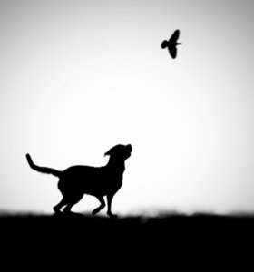 Playful Dog Bird Silhouette by Hengki Lee
