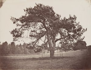 Hamilton Palace Park (Parasol Pine), c. 1858 by Henri Charles de Rostaing