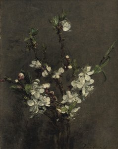 Fruit tree flowers