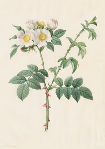 Brier Bush Rose or Dog Rose Rosa Leucantha by Pierre Joseph Redouté