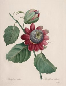 Choix des plus belles fleurs...plus beaux fruits: Passiflore ailee by Pierre Joseph Redouté
