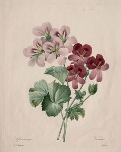 Geranium by Pierre Joseph Redouté