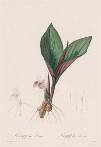 The Lilies: Kaempferia longa