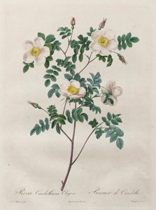 The Roses: Rosa Candolleana Elegans by Pierre Joseph Redouté