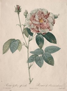 Les Roses: Rosa Gallica