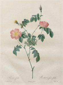 Les Roses: Rosa Indica