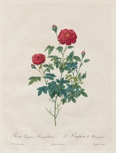 Pompon Rose by Pierre Joseph Redouté