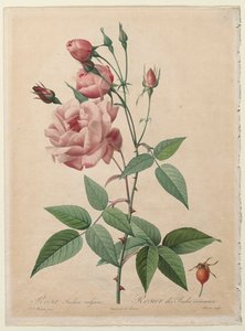 The Roses: China or Bengal Rose, 1817-1824