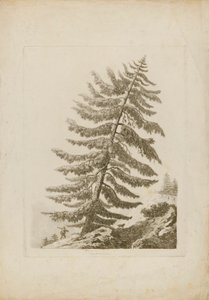 A Pine Tree