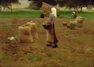 Harvesting Potatoes