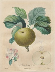 Treatise on Fruit Trees: Summer Rambour by Henri Louis Duhamel du Monceau