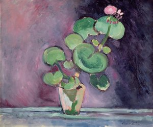 Geranium in a Pot