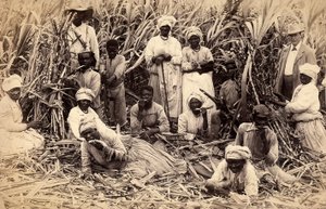 Sugar cane cutters, Jamaica by Henri S. Duperly